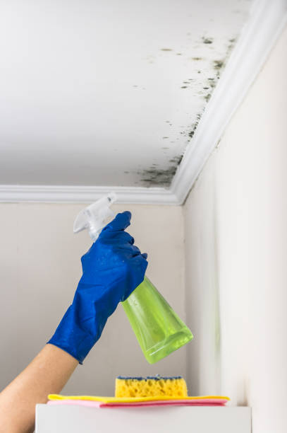 Best Mold Removal for HVAC Installations  in Henrietta, TX